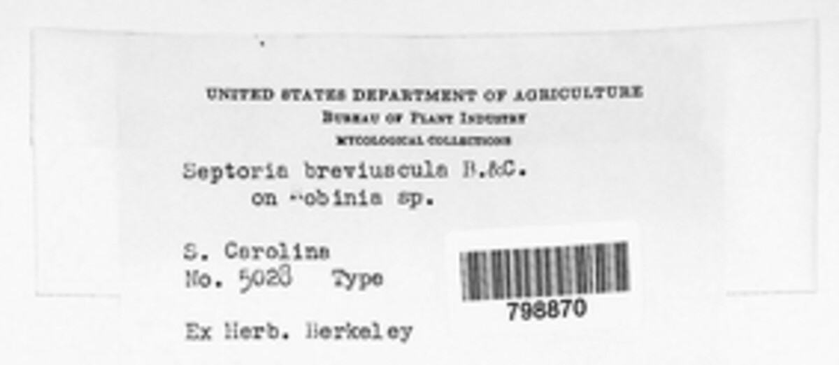 Septoria breviuscula image